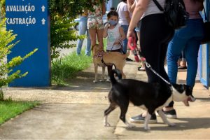 castração pet