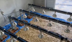 Cocaína apreendida em sítio