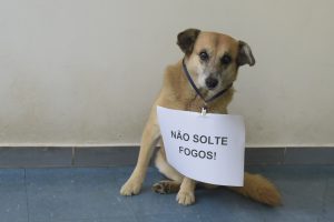 Fogos Cachorro