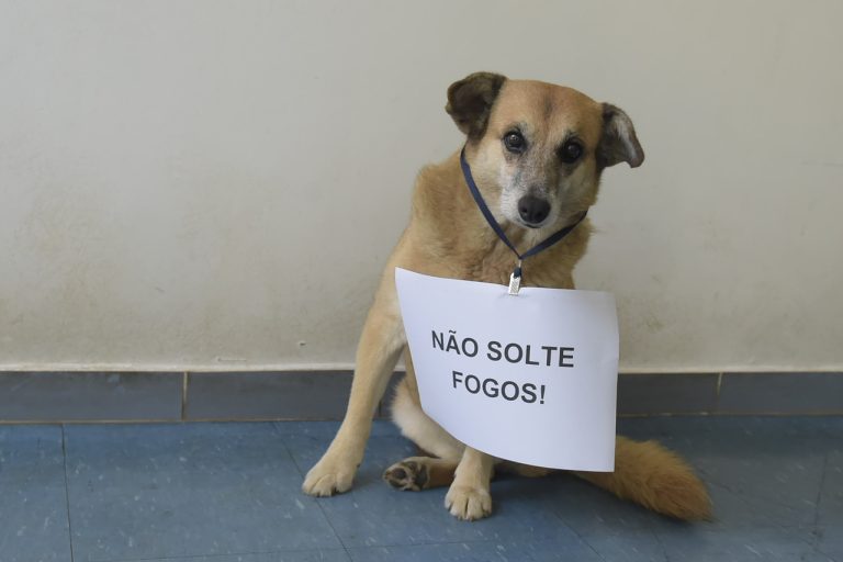 Fogos Cachorro