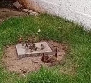 Família de patos