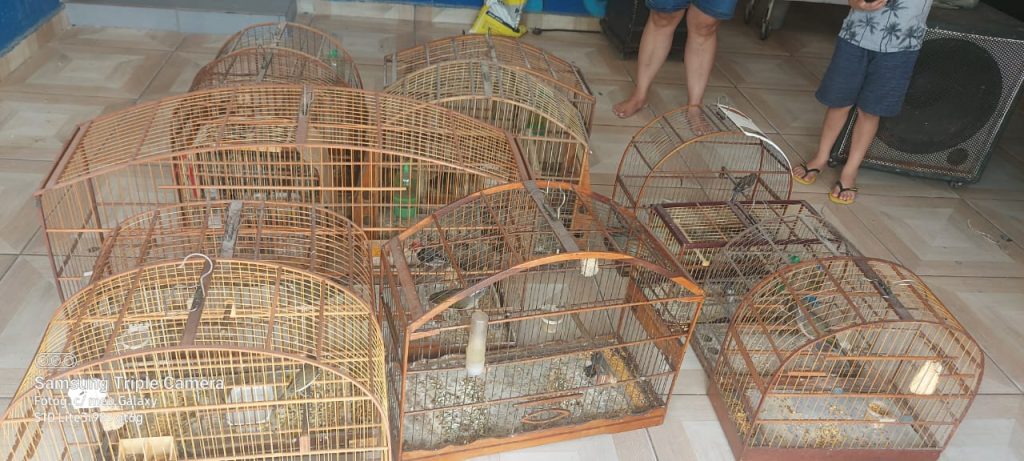 aves silvestres em cativeiro