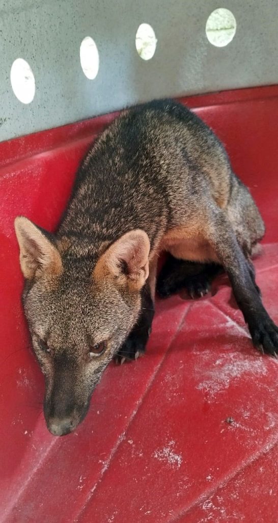 cachorro do mato