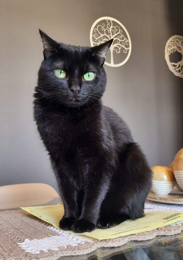 gato preto
