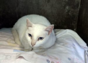 gato