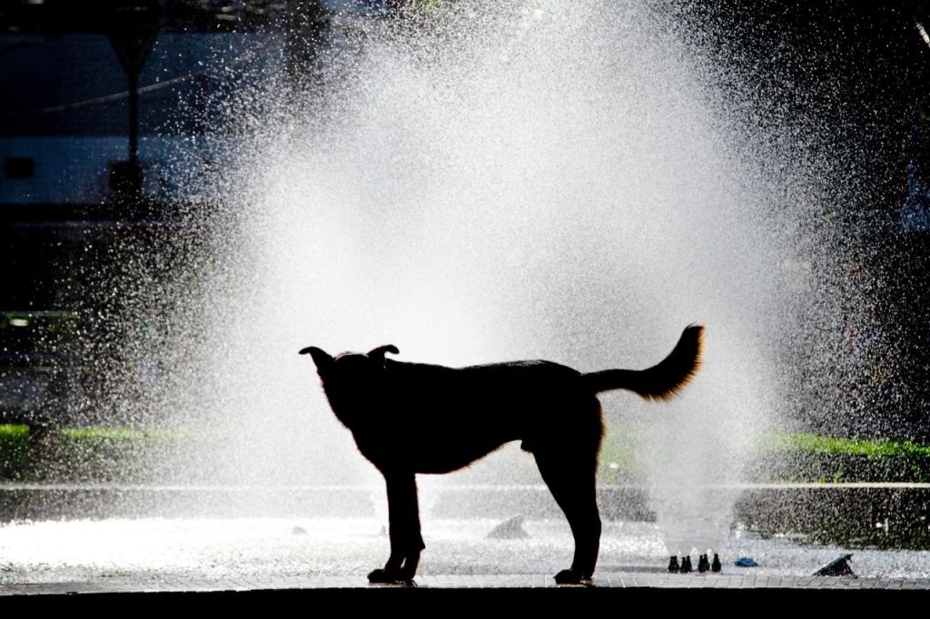 Cachorro em fonte na praça Getúlio Vargas