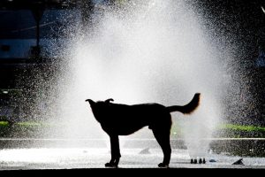 Cachorro em fonte na praça Getúlio Vargas