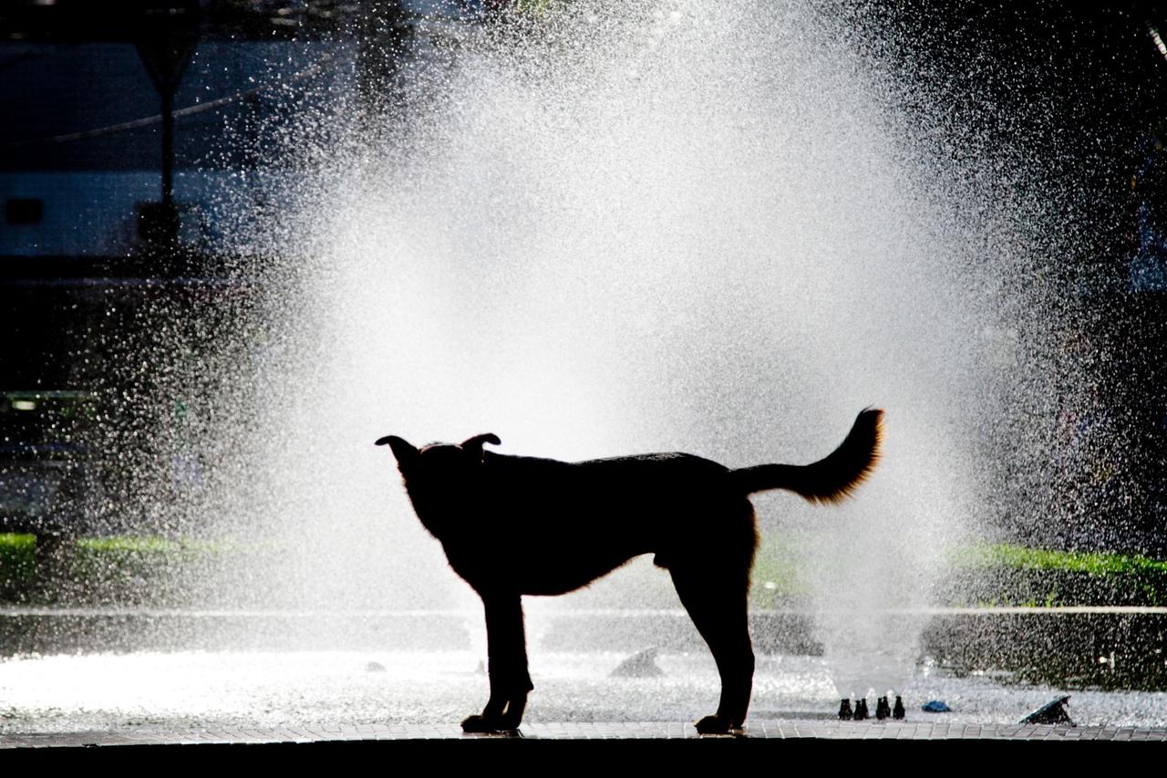 Cachorro em fonte na praça Getúlio Vargas