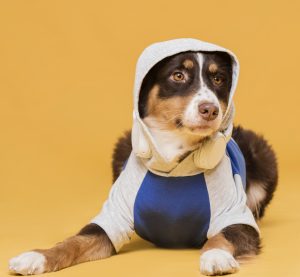 Roupa de cachorro