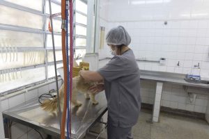 castração de cachorro