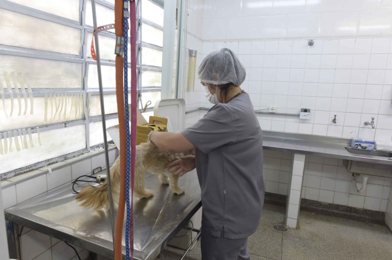 castração de cachorro