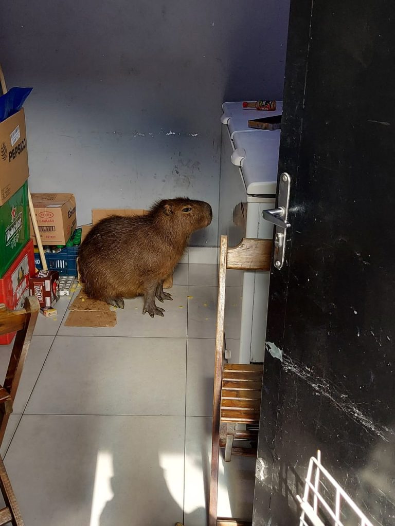 GCM captura capivara