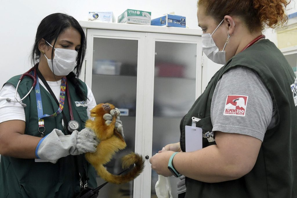 Chegada Mico Leões no Zoológico de Guarulhos