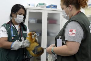 Chegada Mico Leões no Zoológico de Guarulhos