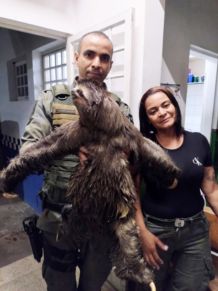 Bicho-preguiça resgatado pela GCM