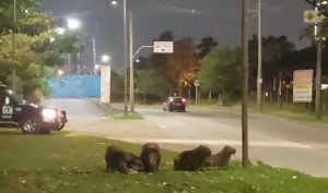 Capivaras atravessam a rua