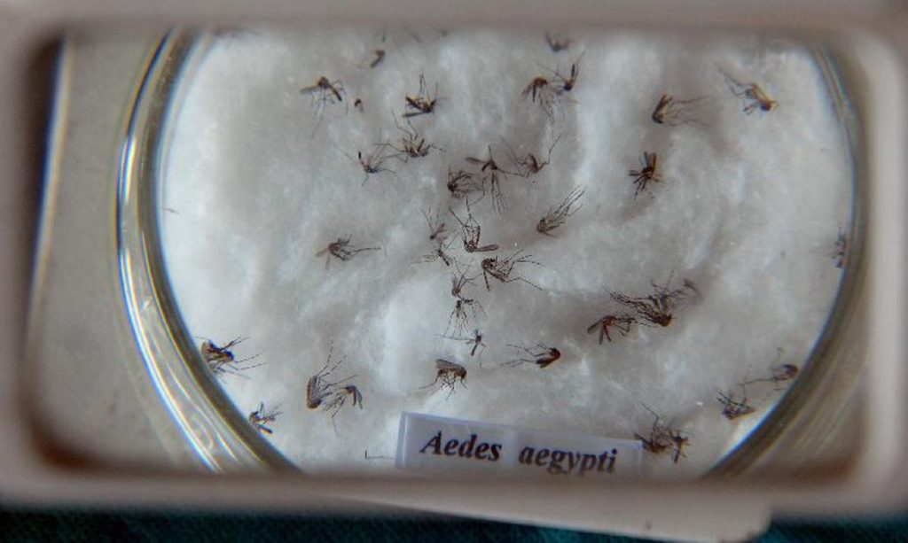 aedes aegypti x dengue