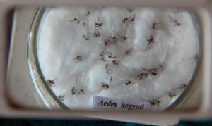 aedes aegypti x dengue