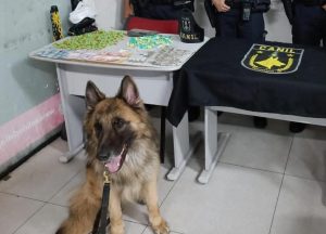 GCM tráfico