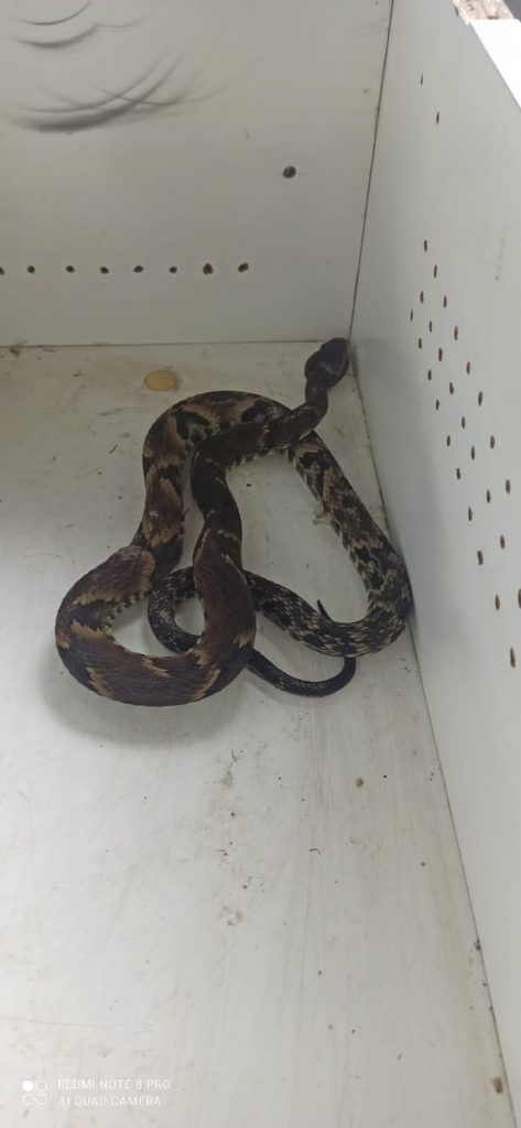 Serpente Jararaca