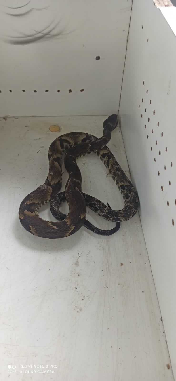 Serpente Jararaca