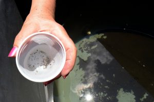 larvas do aedes aegypti x dengue