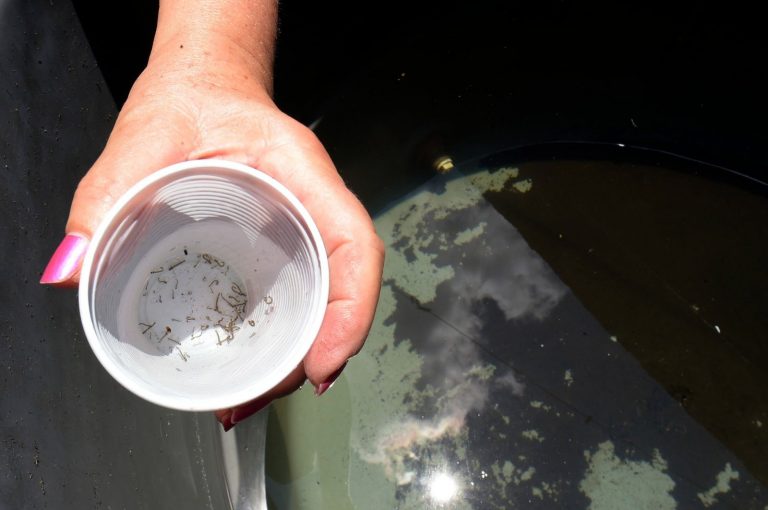 larvas do aedes aegypti x dengue