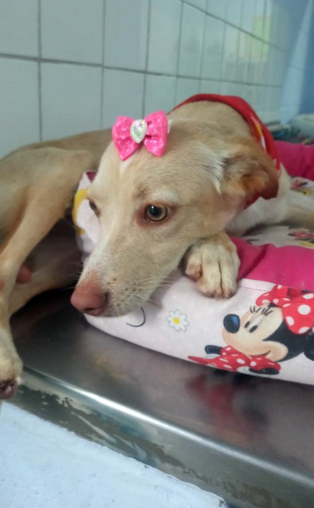 Cachorra para adoção