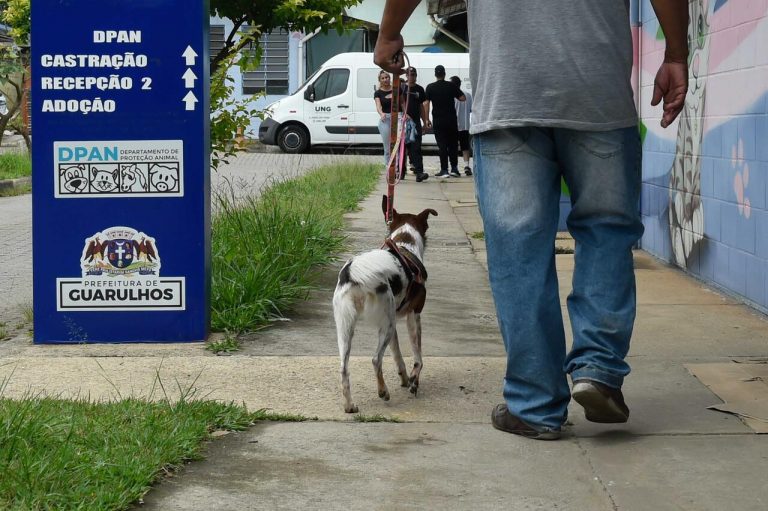 Depan Castração de cães