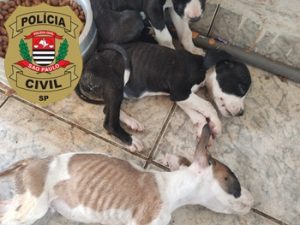 cães vítimas de maus tratos