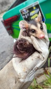 resgate animais