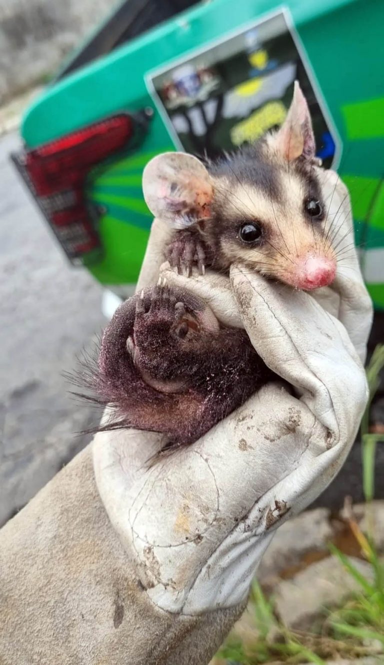 resgate animais