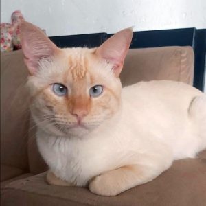 Gato