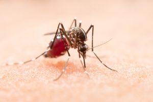mosquito -dengue