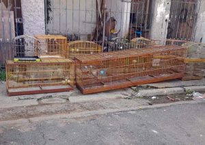 Pássaros em gaiolas são apreendidos em Guarulhos