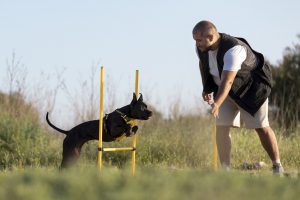 adestrador de cachorro