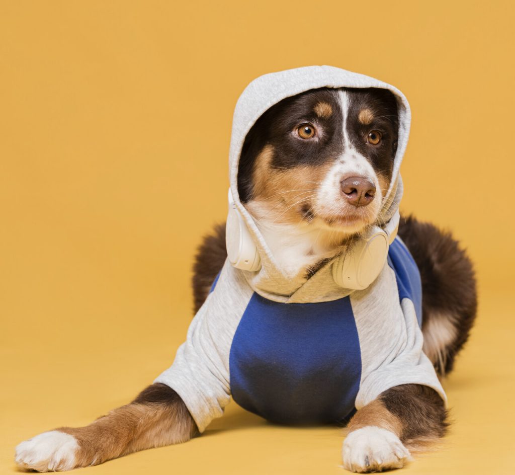 campanha do agasalho para pets