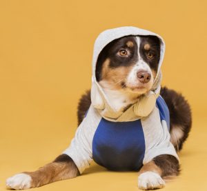 campanha do agasalho para pets