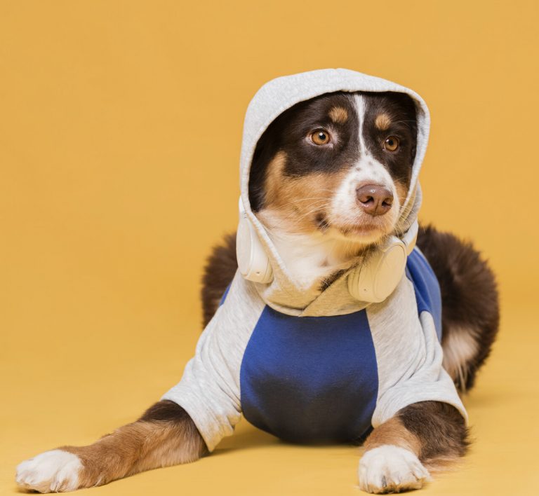 campanha do agasalho para pets