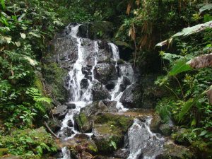 Trilha da Cachoeira no Núcleo Cabuçu do Parque Estadual da Cantareira