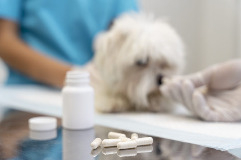 remédios para cachorros