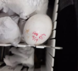 ovos de aves exóticas apreendidos no aeroporto