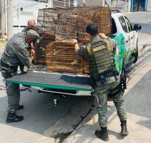 cativeira ilegal de pássaros