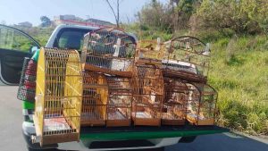 cativeiro de animais silvestres