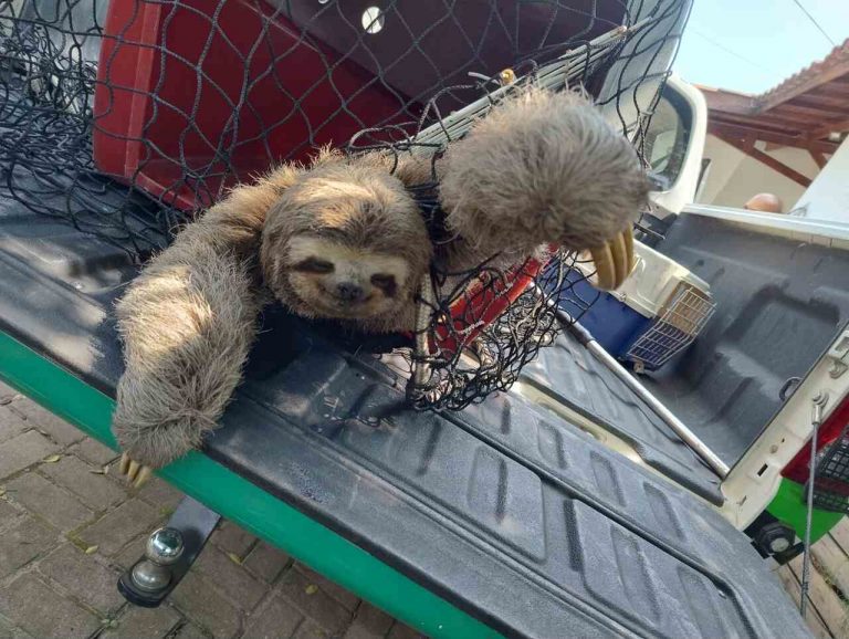 Bicho preguiça resgatado