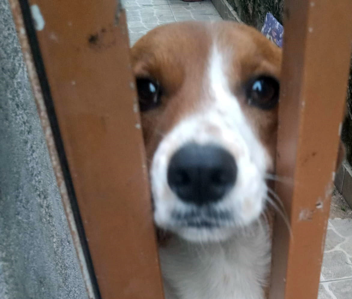 cachorro