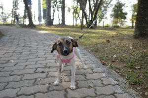 cachorro