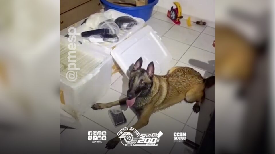 Cão policial Kyra ajuda a apreender drogas