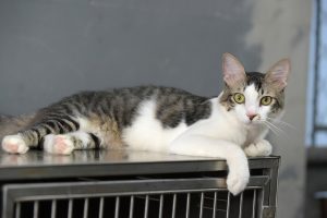 Notícias gato