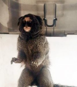 Notícias sagui
